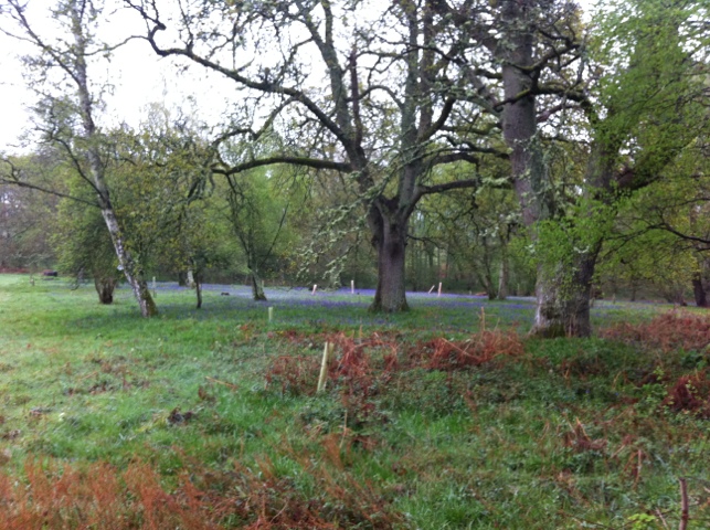 20120515-173349.jpg