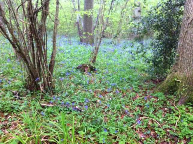 20120515-173402.jpg