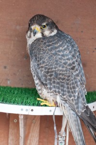 Raptor Foundation April 2012-9565