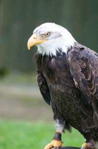 Raptor Foundation April 2012-9688